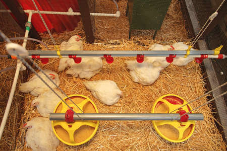 White Chickens in Hen House at Farm