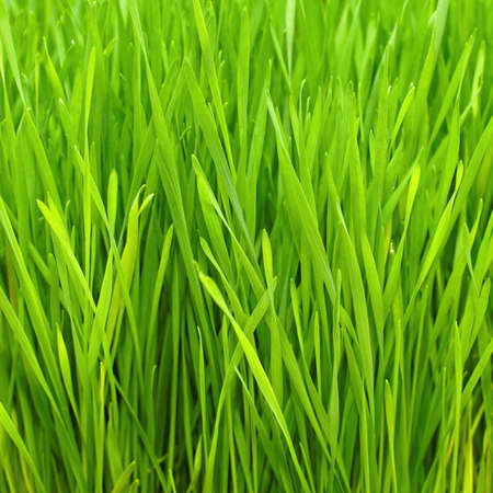 Freshly Grown Organic Wheatgrass Ready to Harvest