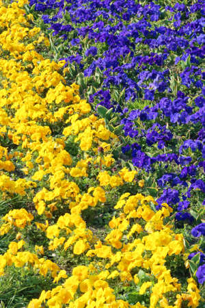 Yellow and Purple Flowers in Diagonal Gardenの写真素材