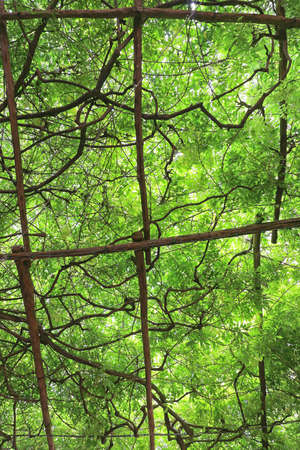 Overhead Green Canopy of Cultivated Grape Vine Trellisの写真素材