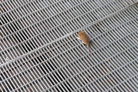 Small Mouse at Mesh Wire Structureの写真素材