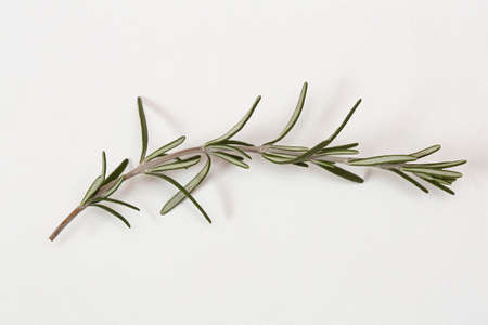 One Sprig of Rosemary Herb Plantの写真素材