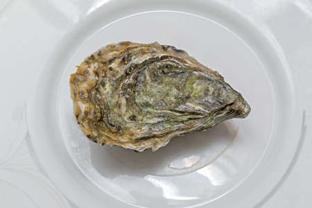 One Fresh Oyster at Plate Seafoodの写真素材