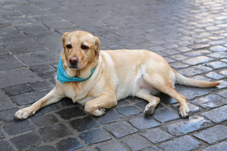 Old Labrador Retriever With Bandana Laying at Cobblestone Streetの写真素材