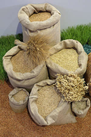 Wheat Grains Cereal Crops in Sacks