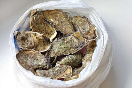 Bunch of Fresh Raw Oysters in White Bagの写真素材