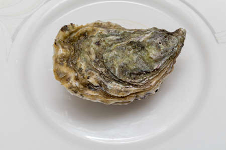 One Fresh Oyster at Plate Seafood