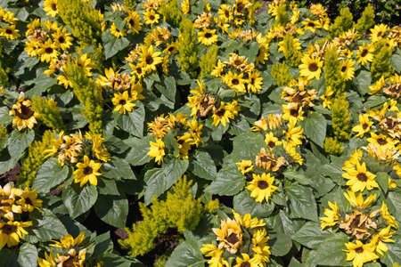 Bright Yellow Plastic Sunflowers in Park Gardenの写真素材