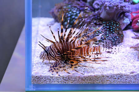 Dangerous Lion Fish at Coral Reef Fish Tank Underwater Aquariumの写真素材