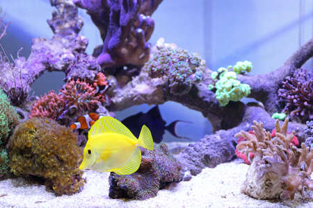 Yellow Tang Fish at Coral Reef Tank Underwater Aquarium