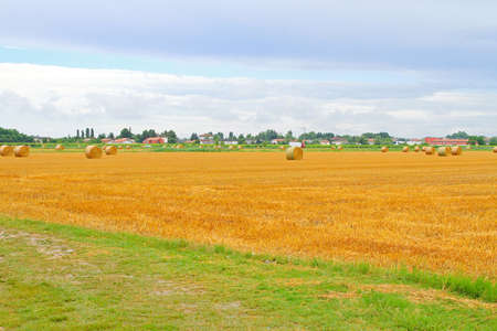 Rolling Haystacks in Agriculture Field Cropsの写真素材