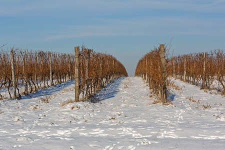 Wine Yard Covered With Snow at Winterの写真素材