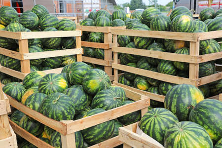 Big Watermelons in Crates at Wholesale Warehouseの写真素材