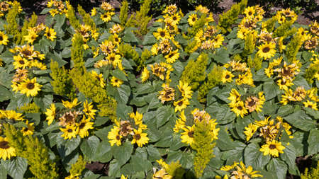 Bright Yellow Sunflowers in Artificial Park Garden