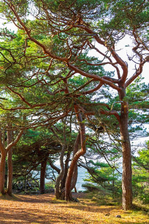 Evergreen Woods at Hvaler Island in Norwayの写真素材