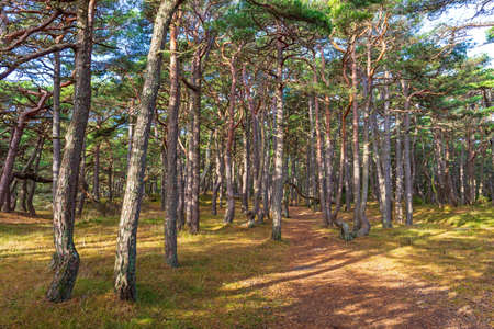 Evergreen Woods at Hvaler Island in Norwayの写真素材