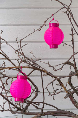 Two Pink Paper Lanterns at Tree Branches Decorの写真素材