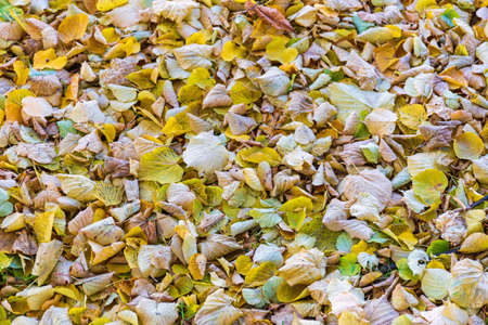 Many Yellow Leaves at Ground Autumn Season