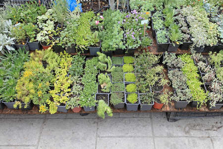 Green Plants and Seedlings in Nursery Garden