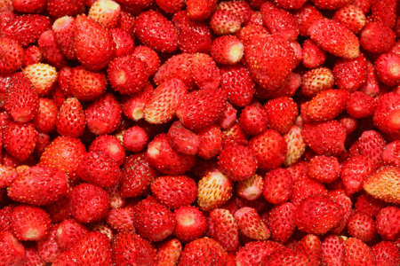 Big Bunch of Organic Wild Red Strawberries