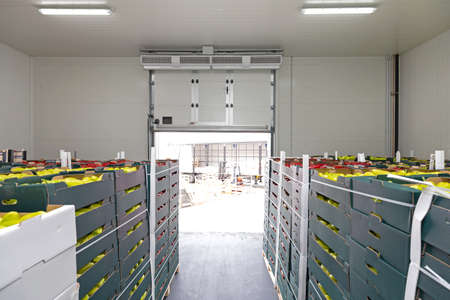 Peppers Vegetables in Boxes in Distribution Warehouse