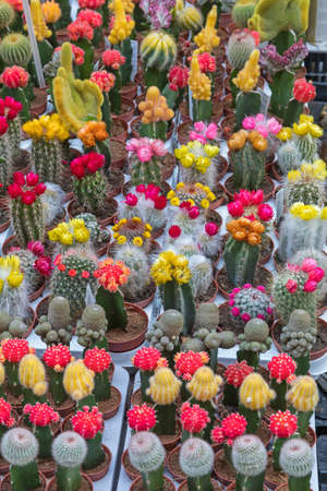 Colourful Cactus Plants and Flowers at Florist Shopの写真素材