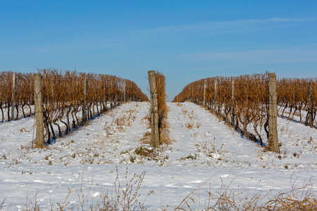 Wine Yard Covered With Snow at Winterの写真素材