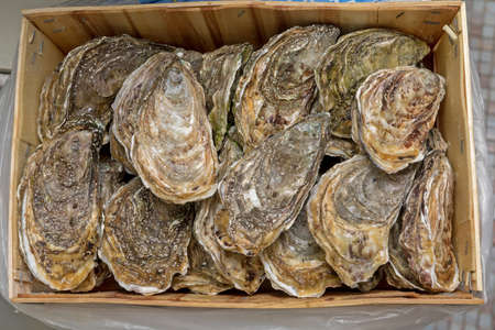 Bunch of Fresh Oysters in Wooden Crate Seafoodの写真素材