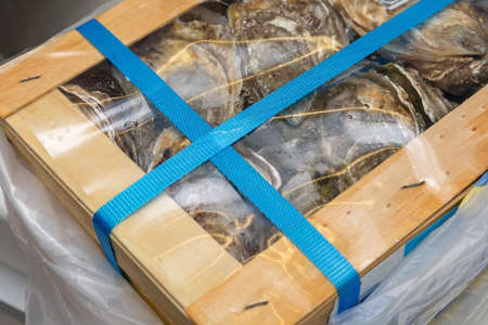 Fresh Oysters Packed in Transport Box Seafoodの写真素材