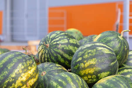 Big Watermelons in Crates at Wholesale Warehouseの写真素材