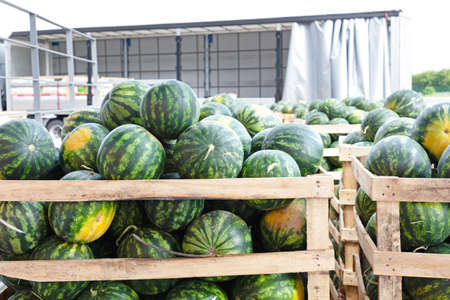 Big Watermelons in Crates at Wholesale Warehouseの写真素材