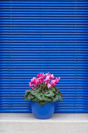 Blue Flower Pot in Window With Blindsの写真素材