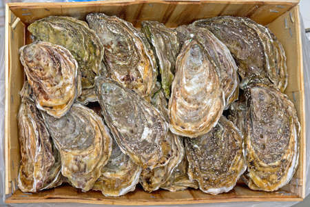 Fresh Oysters in Wooden Crate Seafood