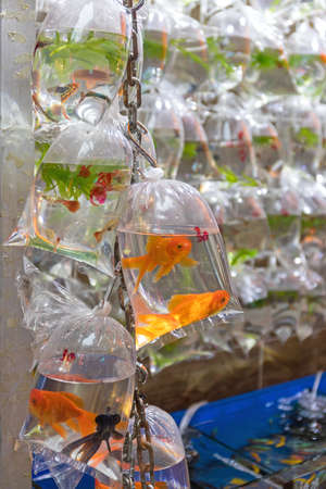 Gold Fish in Bags of Water at Pet Shopの写真素材