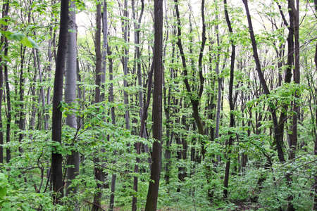 Deep in green conifer forest nature