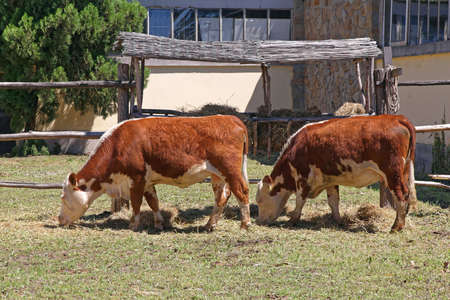 Two Brown Cows Grazing at Farm Outdoorの写真素材