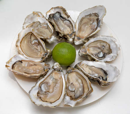 Served Opened Fresh Oysters Seafood at Plateの写真素材