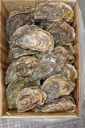 Bunch of Oysters in Wooden Crate Seafood