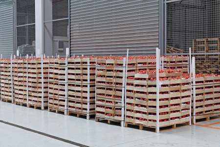 Crates of Tomato at Pallets in Warehouseの写真素材