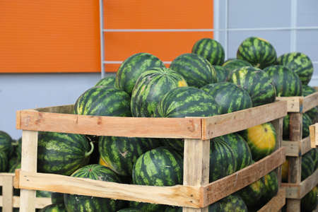Big Watermelons in Crates at Wholesale Warehouseの写真素材