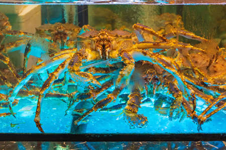 Many Big Live Crab in Water Tankの写真素材