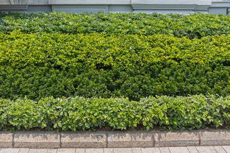 Plants and Bush Layers in Hong Kong