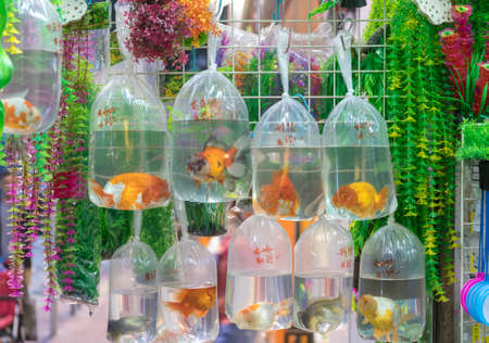 Goldfish in Bags at Pet Shop Hong Kongの写真素材