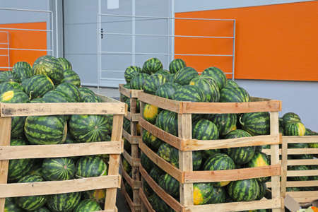 Big Watermelons in Crates at Wholesale Warehouseの写真素材