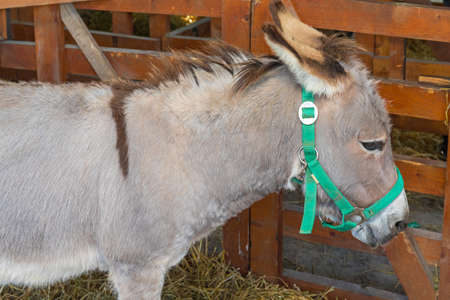 One Grey Donkey in Stables at Farm