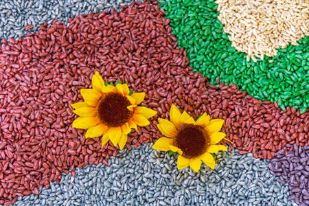 Two Sunflowers Flowers at Colourful Seeds Decor