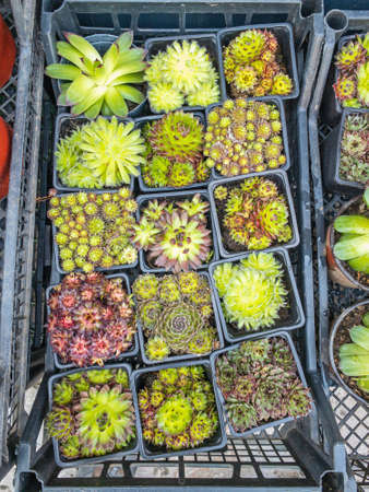Collection of Various Cactus Plants in Crateの写真素材