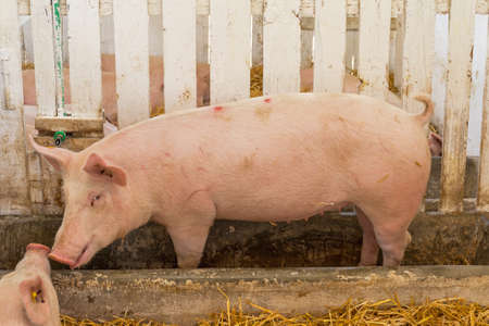 One Big Pig in Feeder at Farm