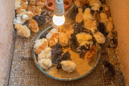 Many Newborn Baby Chicks at Poultry Farmの写真素材