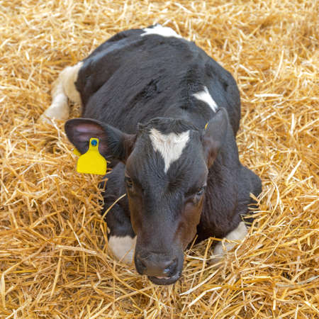 Small Calf Cow Laying Down in Strawの写真素材